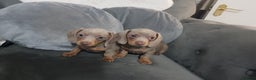 Miniature Dachshund dogs for sale: Miniature dachshund  - Advert 21
