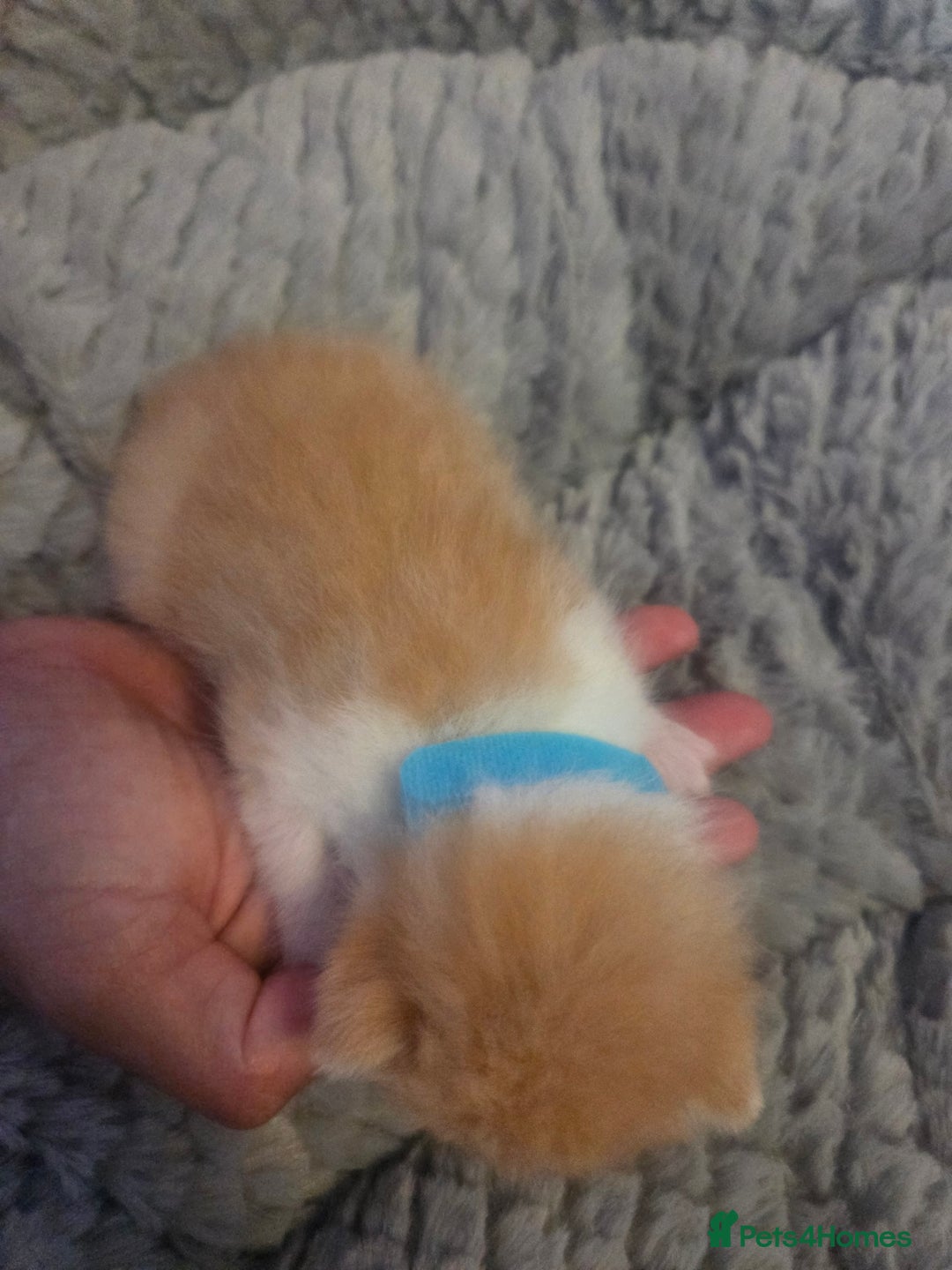 Mixed Breed cats for sale: Nearly 3 weeks old kittens  - Image 8