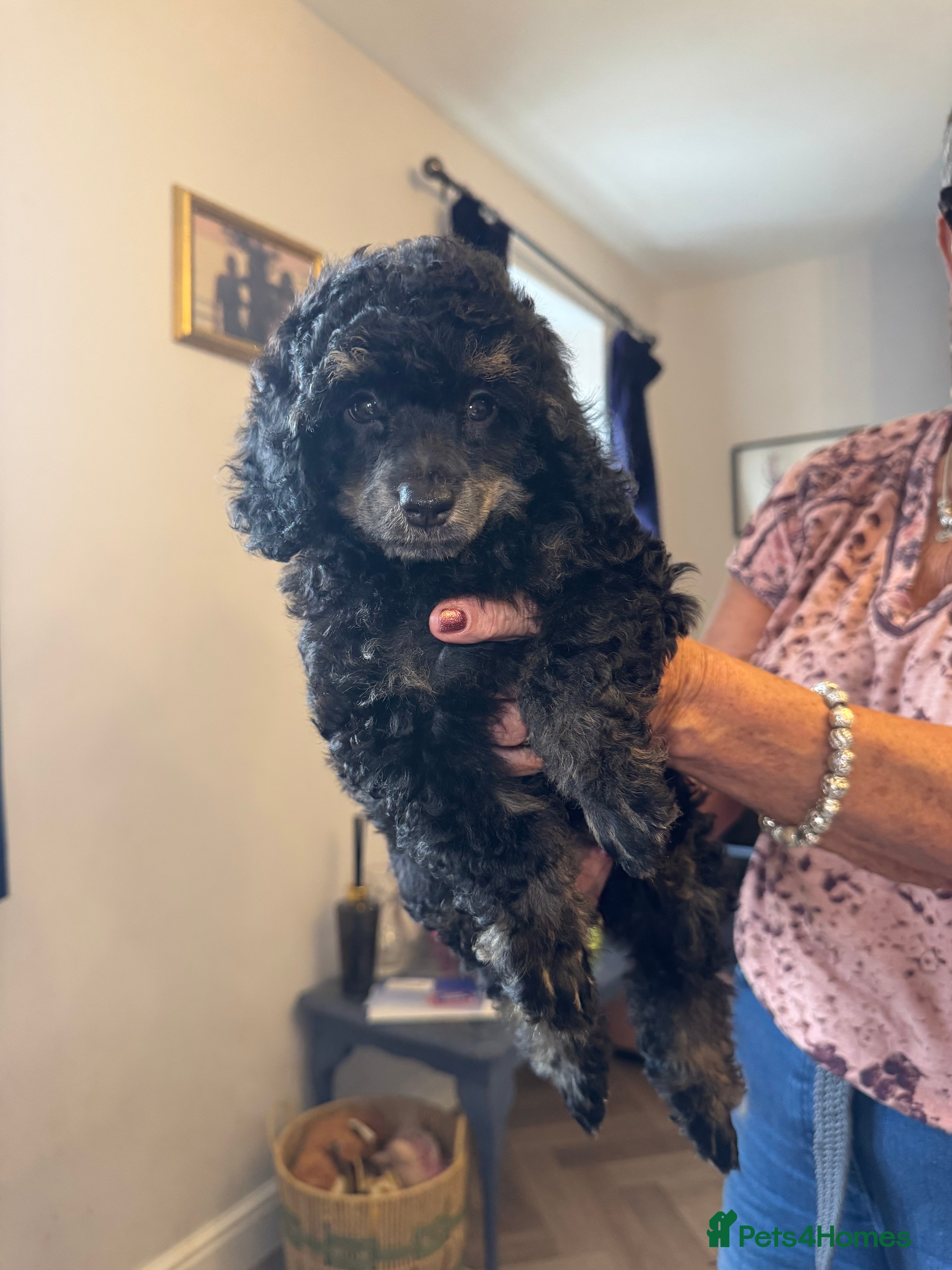 Toy Poodle dogs KC Healthtested Toy Poodle puppies phantom silver  - Advert 1