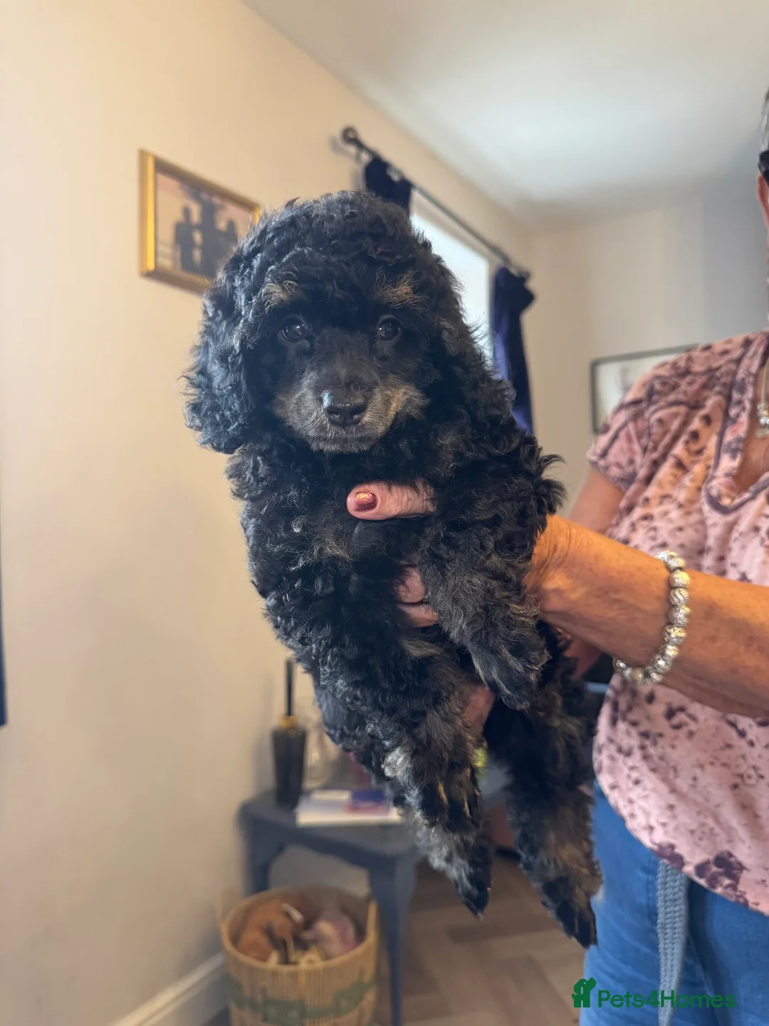 Toy Poodle dogs for sale: KC Healthtested Toy Poodle puppies phantom silver  - Advert 1