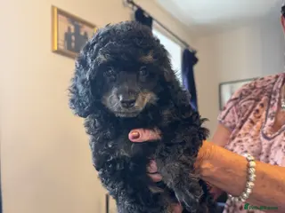 Toy Poodle dogs KC Healthtested Toy Poodle puppies phantom silver - Advert 1