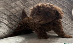 Cockapoo dogs for sale: Gorgeous F1B Cockapoo  - Image 1