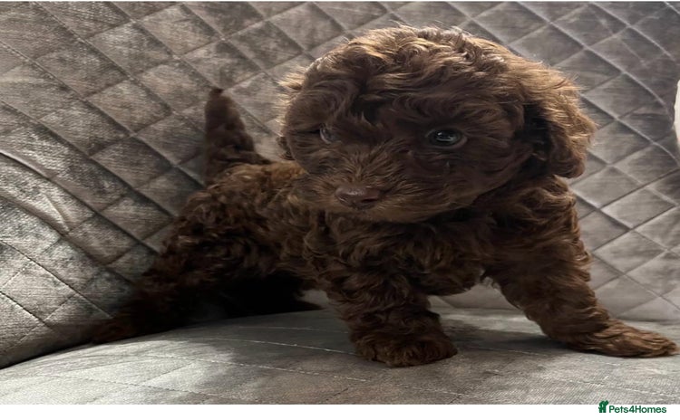 Cockapoo dogs - Advert 16