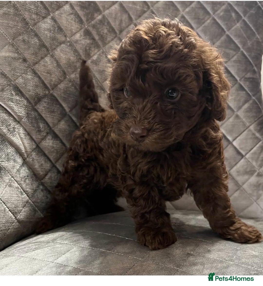 Cockapoo dogs for sale: Gorgeous F1B Cockapoo  - Image 1
