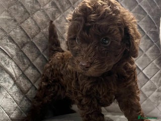 Cockapoo dogs - Advert 31