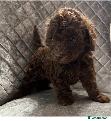 Cockapoo dogs - Advert 14