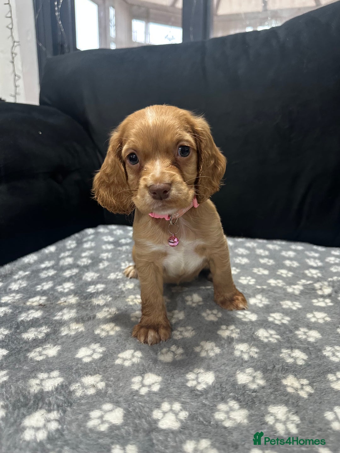 Cocker Spaniel dogs for sale: 3 beautiful cocker spaniel puppies left  - Advert 20