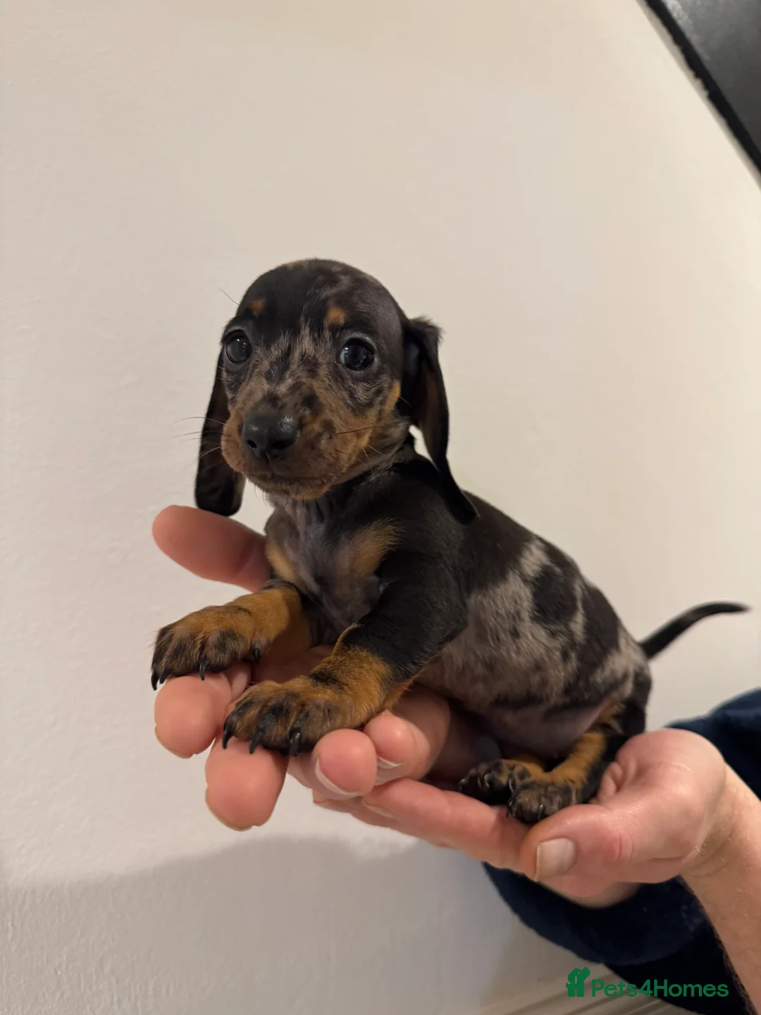 Miniature Dachshund dogs for sale: READY NOW KC Miniature Dachshunds  - Advert 11