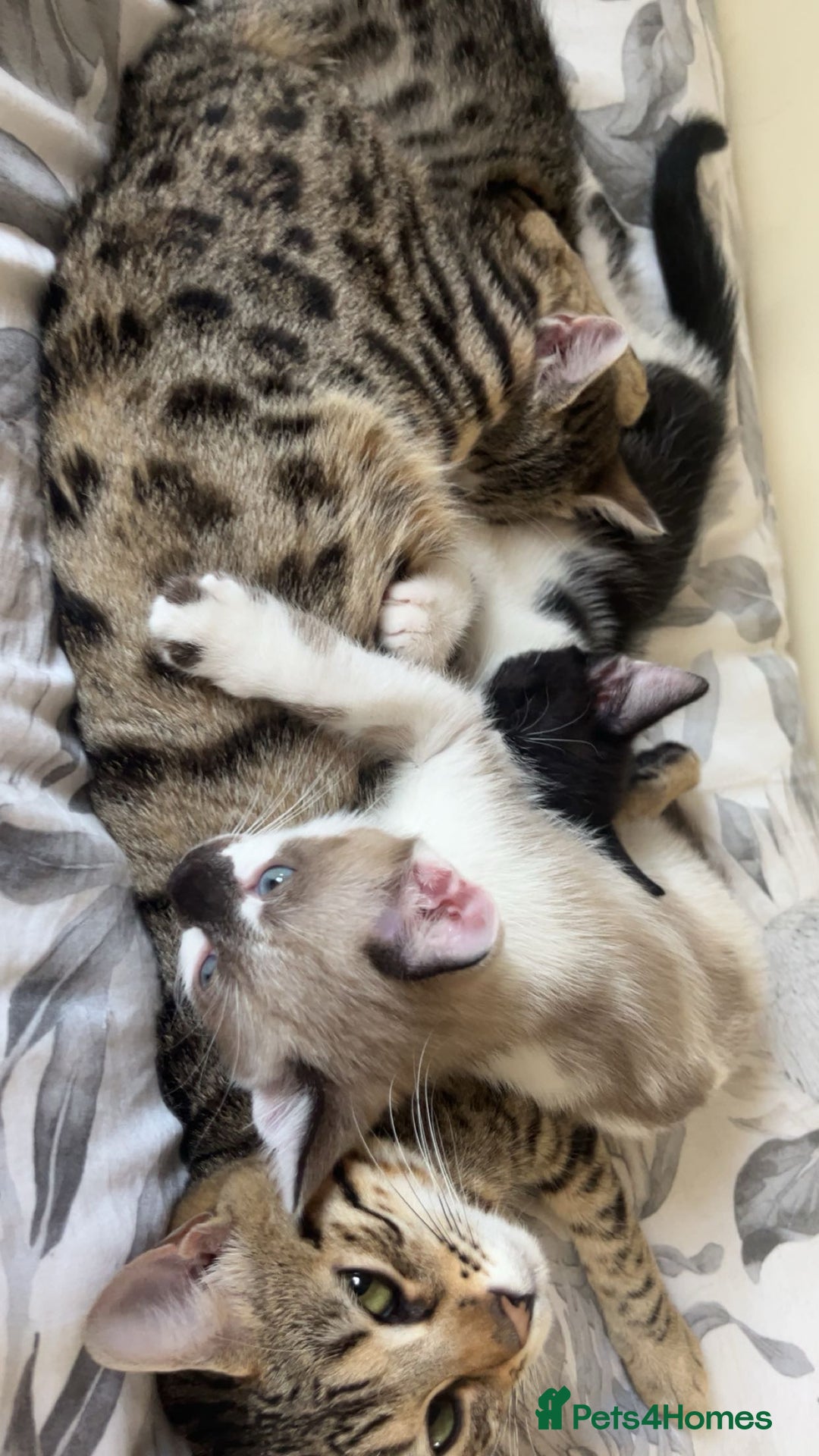 Mixed Breed cats for sale: Bengal x British long hair kittens  - Image 6