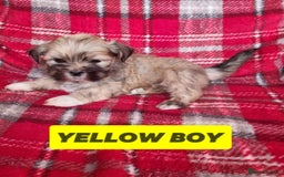 Lhasa Apso dogs for sale: Pure bred Lhasa Apso puppies  - Image 10