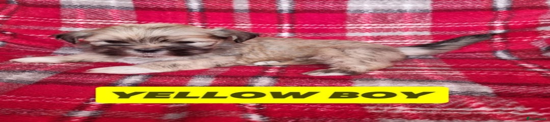 Lhasa Apso Puppy 5