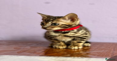 Bengal cats - Advert 8