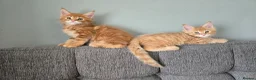 Maine Coon cats for sale: Red Tabby Maine Coons  - Advert 9