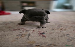 French Bulldog dogs for sale: Frenchie Puppies - Image 10