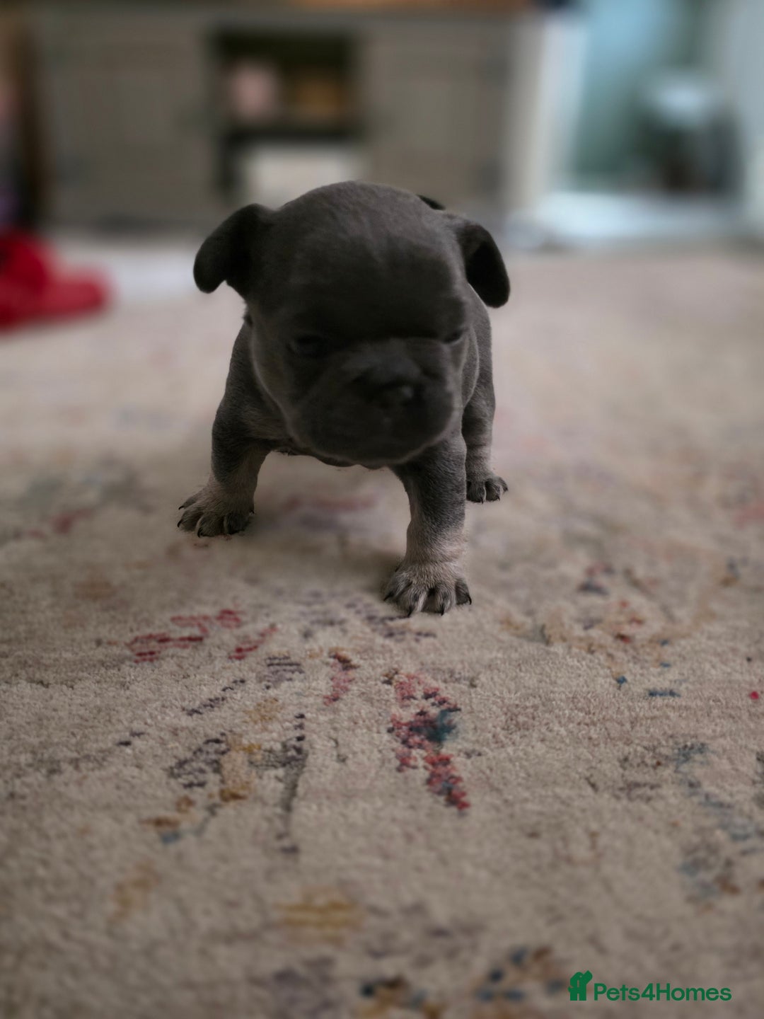 French Bulldog dogs for sale: Frenchie Puppies - Image 10
