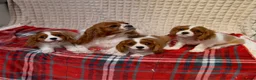 Cavalier King Charles Spaniel dogs for sale: STUNNING CAVALIER KING CHARLES BOYS  - Advert 13