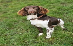 English Springer Spaniel dogs for sale: Stunning traditional springer - Image 1