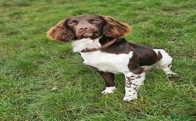 English Springer Spaniel dogs - Advert 1