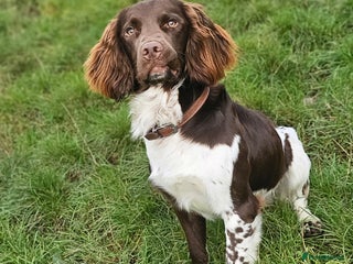 English Springer Spaniel dogs - Advert 7