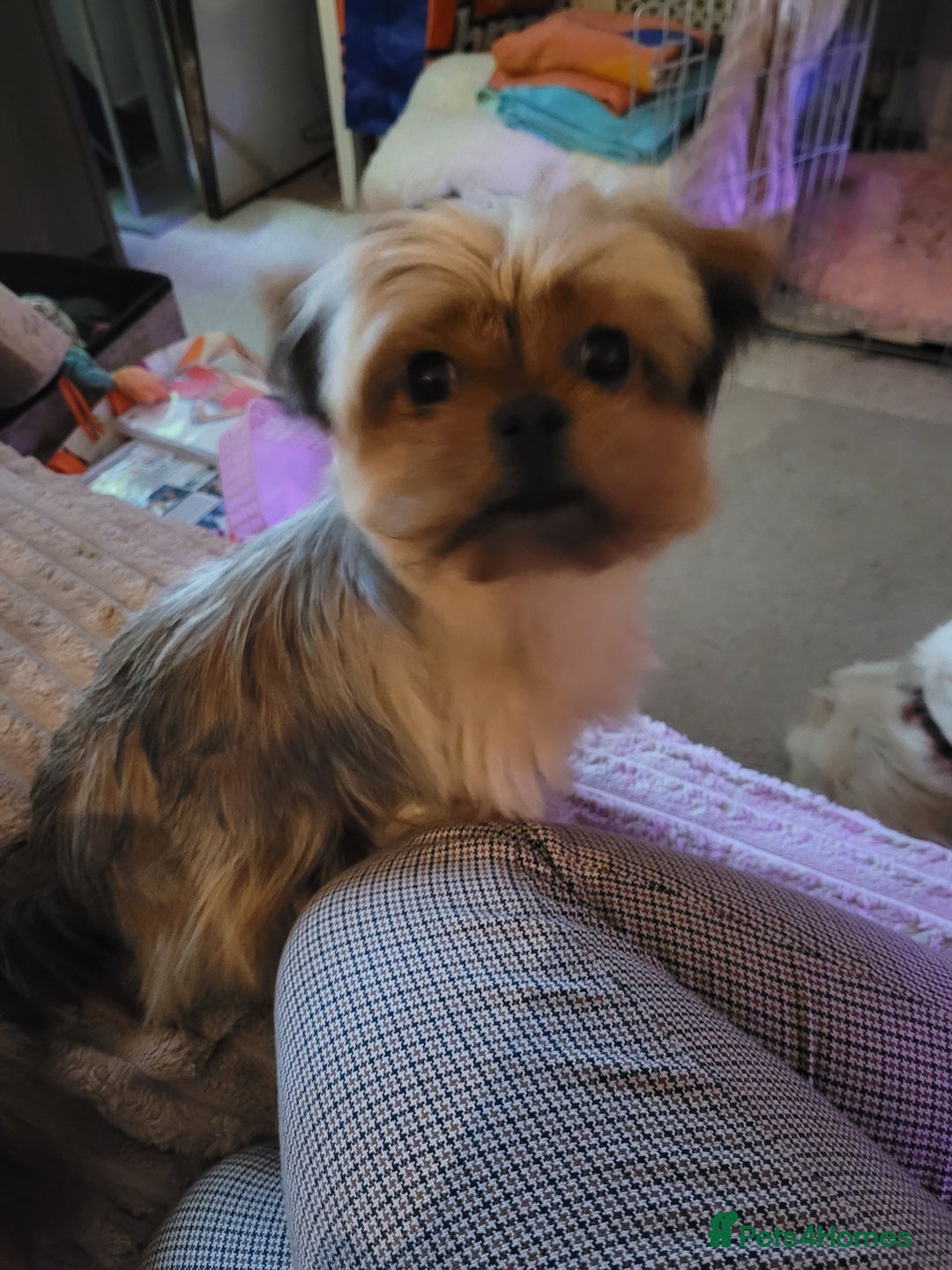 Mixed Breed dogs for sale: Yorkie cross seeks permanent home - Advert 1