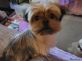 Mixed Breed dogs Yorkie cross seeks permanent home - Advert 2