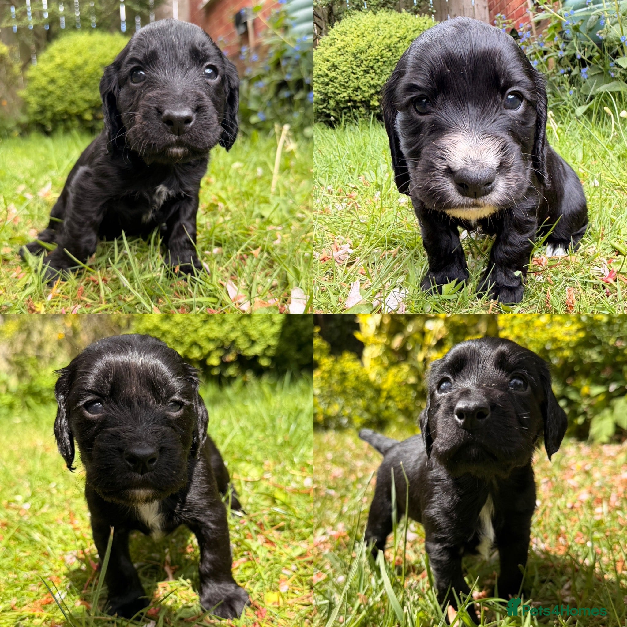 Cocker Spaniel dogs KC Registered Working Cocker Spaniel Puppies - Advert 7