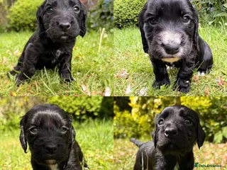 Cocker Spaniel dogs KC Registered Working Cocker Spaniel Puppies - Advert 7