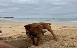 Labrador Retriever dogs for sale: FOX RED LABRADORS OUTSTANDING HEALTH 280 PLUS DNA - Image 22