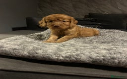 Cockapoo dogs for sale: Beautiful cockapoos - Image 17