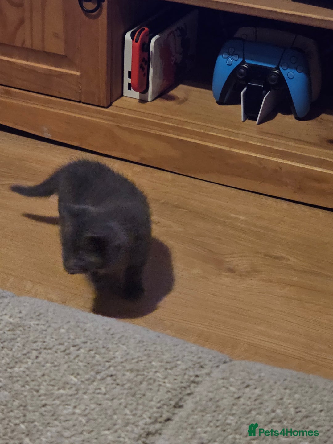Mixed Breed cats for sale: Mixed kittens ready for their new home - Image 13