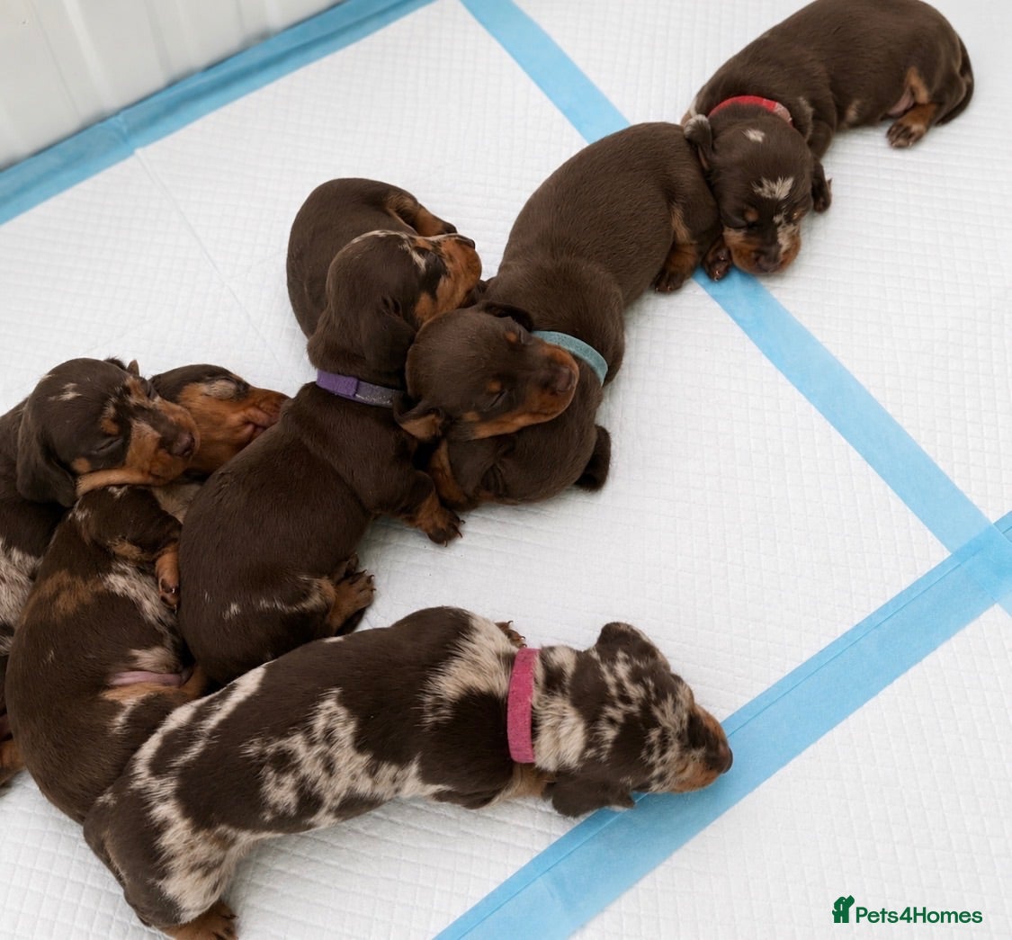Dachshund dogs for sale: Dachshund puppies for sale  - Advert 1