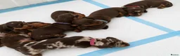 Dachshund dogs for sale: Dachshund puppies for sale  - Advert 1
