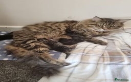 Maine Coon cats for sale: Mainecoon Kittens - Image 4