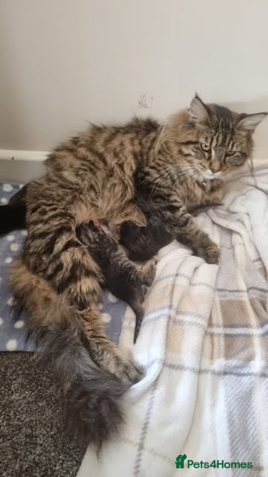 Maine Coon cats for sale: Mainecoon Kittens - Image 4