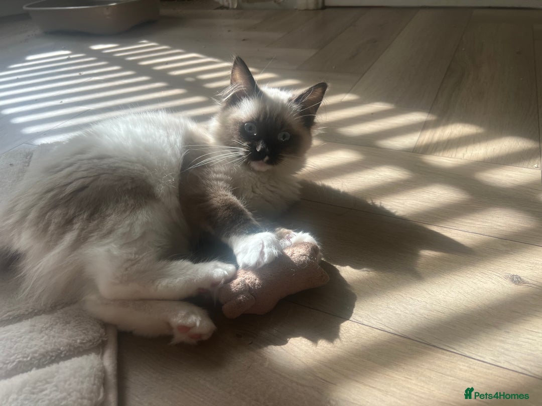 Ragdoll cats for sale: Two beautiful Ragdoll girls available  - Image 7