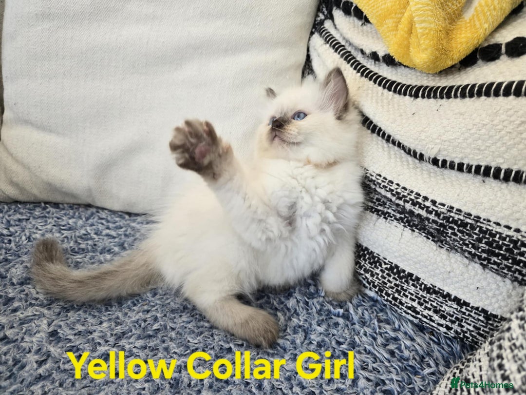 Ragdoll cats for sale: Beautiful ragdoll kittens - Image 38