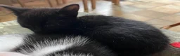 Mixed Breed cats for sale: Kittens for sale, farm bred, home reared in Chippenham - Advert 3