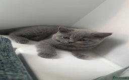 British Shorthair cats for sale: British shorthair kittens  - Image 6