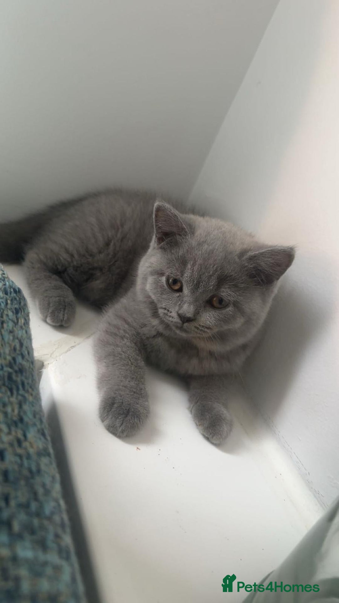 British Shorthair cats for sale: British shorthair kittens  - Image 6