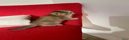 Scottish Fold cats for sale: SALE !!!! LOVELY SCOTTISH FOLD GOLDEN KITTENS  - Advert 3