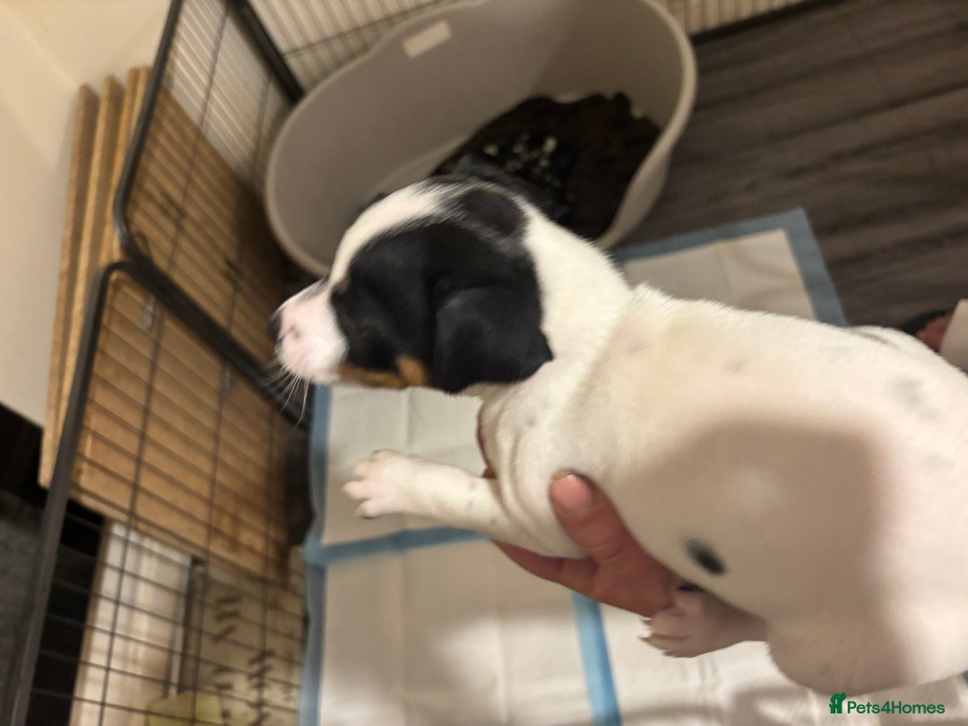 Jack Russell dogs for sale: Beautiful Jack Russell puppies  - Advert 12