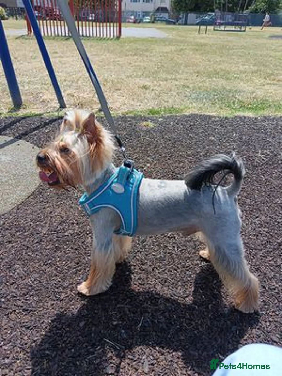 Yorkshire Terrier dogs for sale: A heart as beautiful as her smile... Meet Lina in Edinburgh - Advert 1
