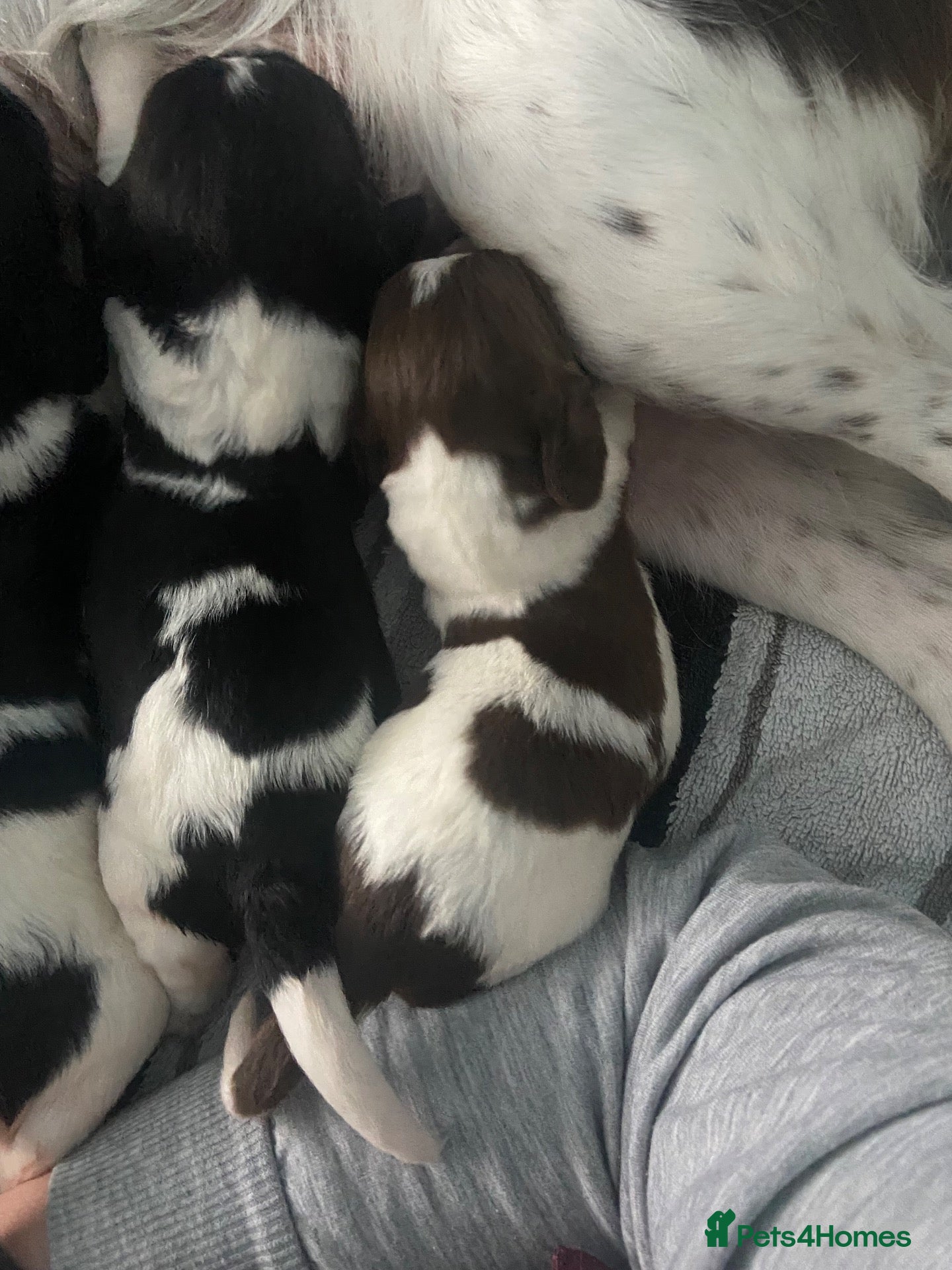 English Springer Spaniel dogs Springer spaniel puppies  - Advert 14