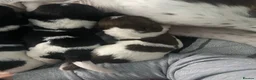 English Springer Spaniel dogs for sale: Springer spaniel puppies  - Advert 2