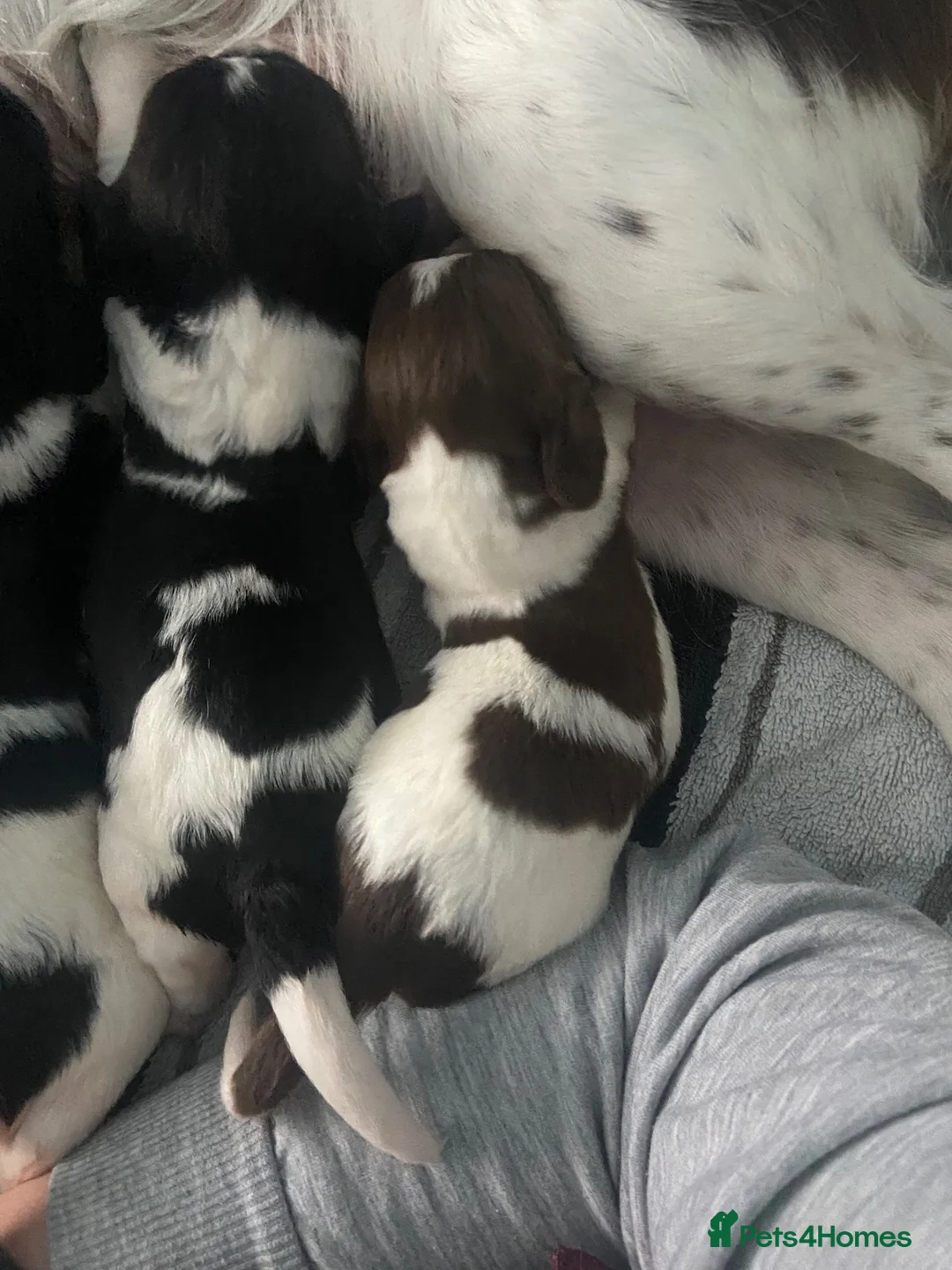 English Springer Spaniel dogs for sale: Springer spaniel puppies  - Advert 2