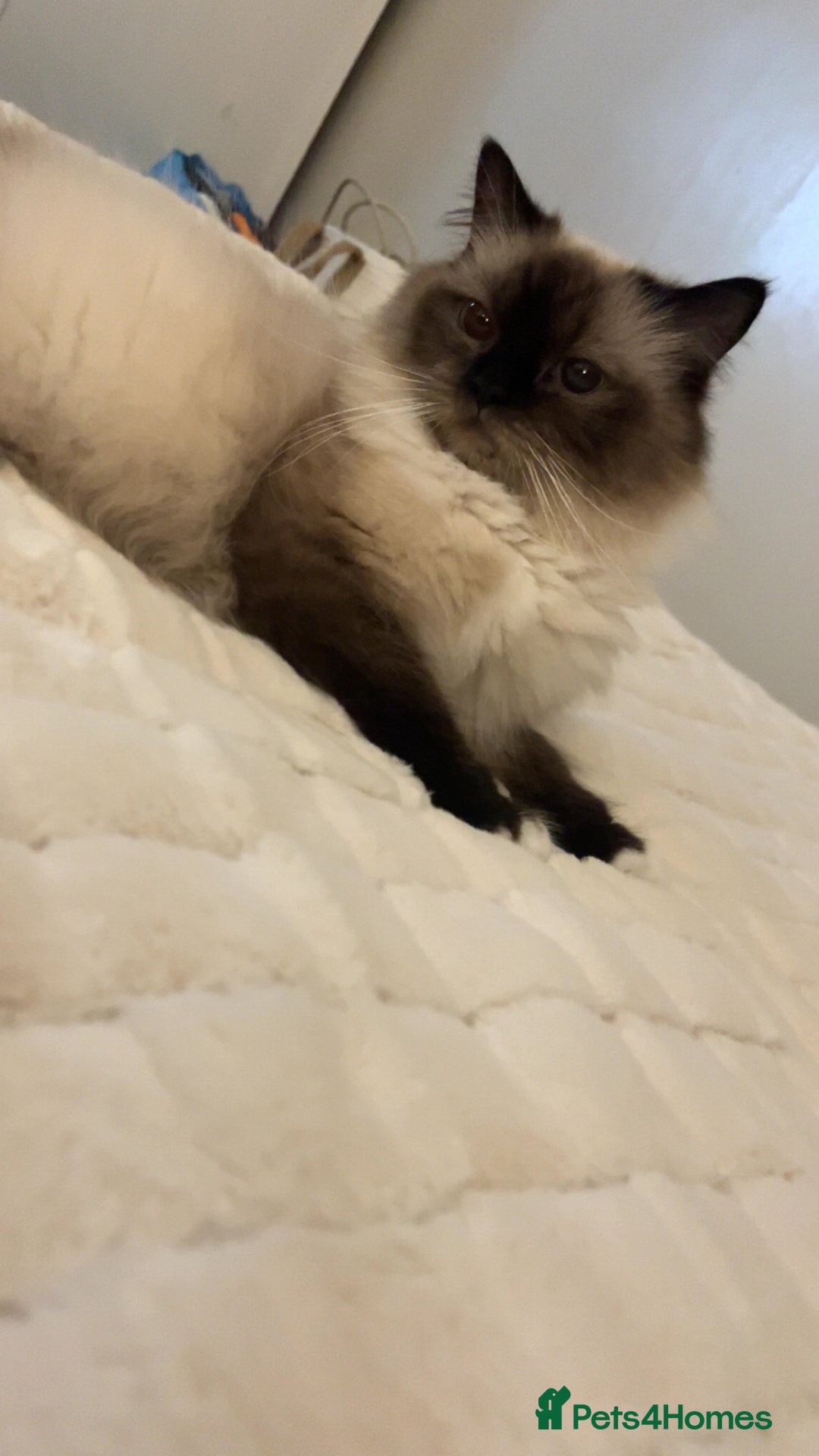 Ragdoll cats for sale: 5 beautiful ragdoll kittens - Advert 1