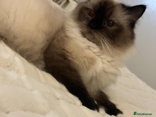 Ragdoll cats 5 beautiful ragdoll kittens - Advert 9