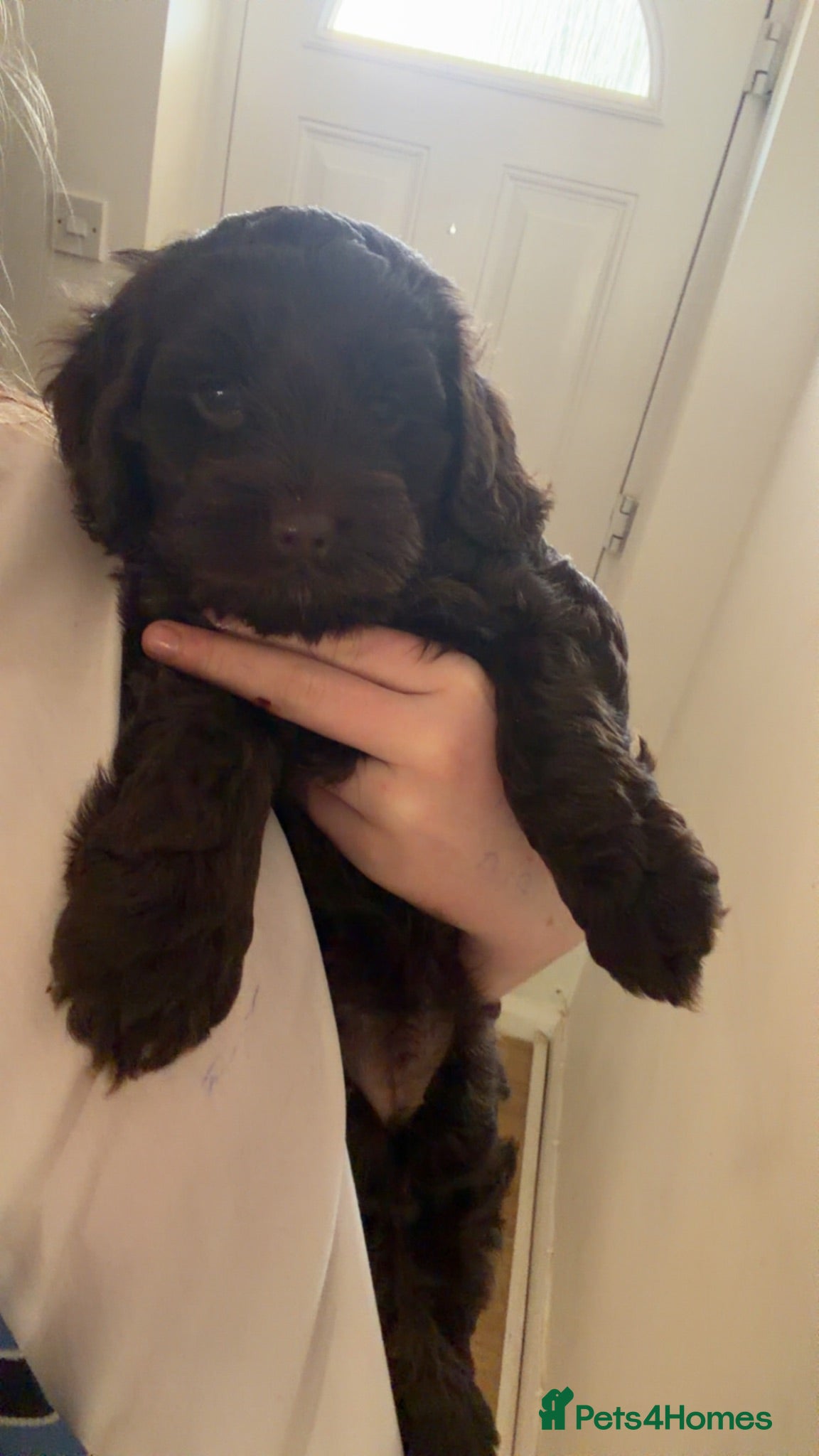 Cockapoo dogs 1 Gorgeous chocolate girl left - Advert 18