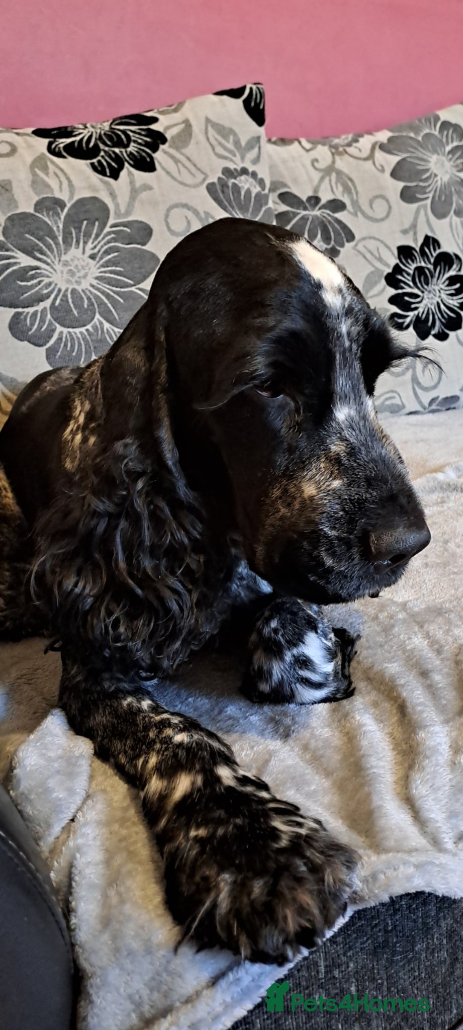 Cocker Spaniel dogs KC registered stud - Advert 2