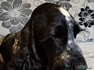 Cocker Spaniel dogs KC registered stud - Advert 2